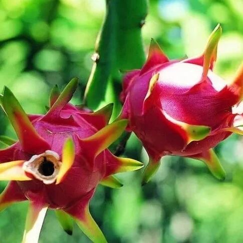 糖尿病友能不能吃火龙果？​