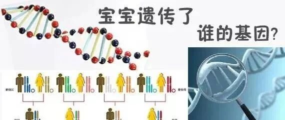 孩子的智商和相貌来自爸爸还是妈妈？