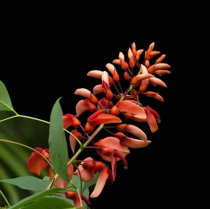 微信公众号生日花 Birthday Flowers 最新文章 微信公众号文章阅读 Wemp