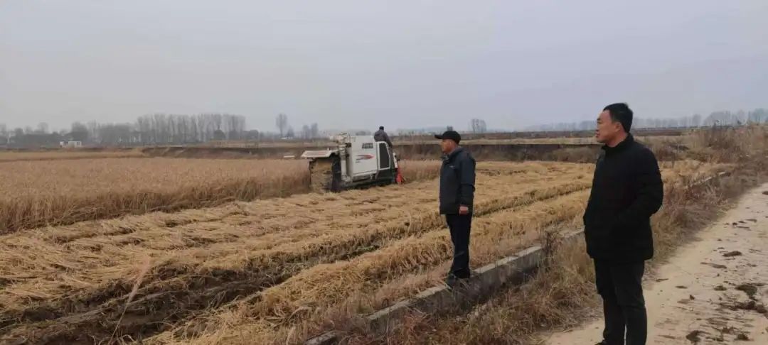 基层丨农机合作社助力，40余户残疾人家庭水稻迎丰收！