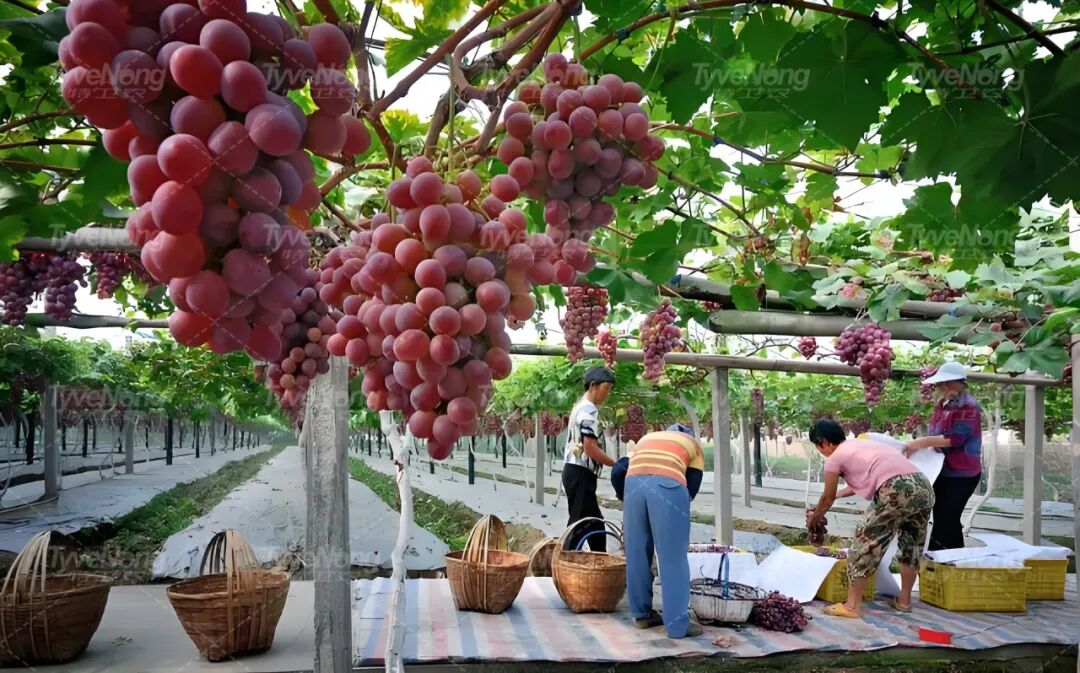 特卫农|葡萄田间管理正当时