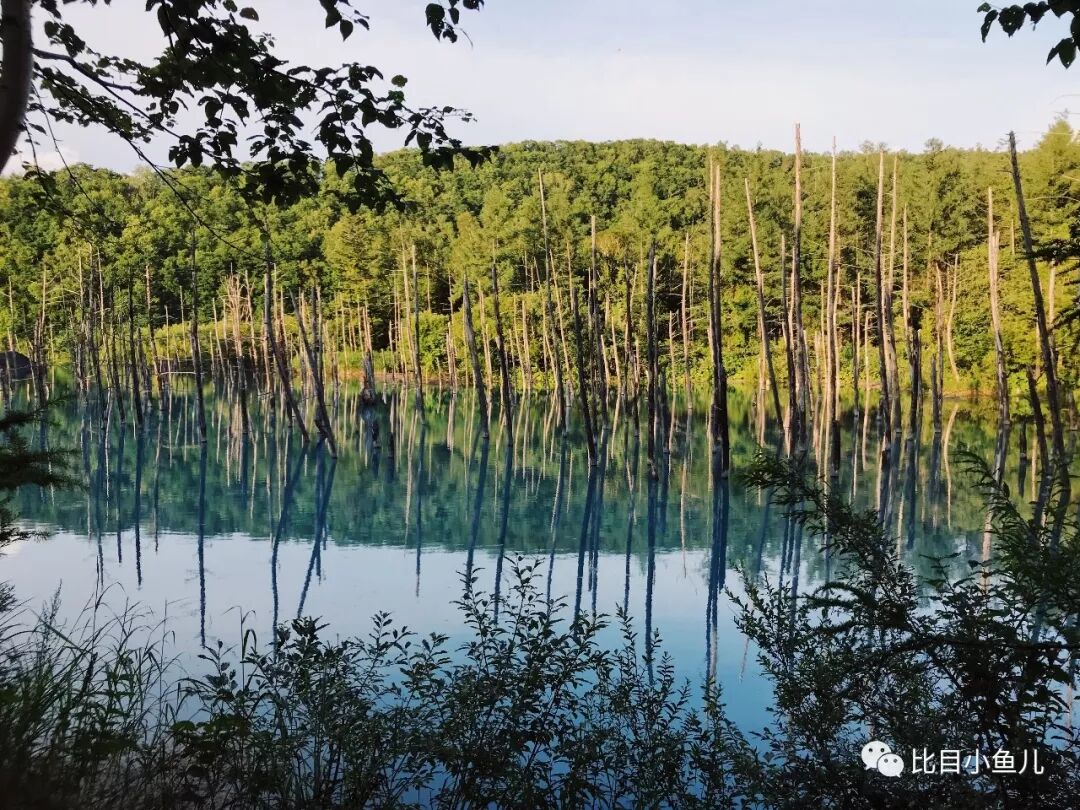 攻略 去北海道过个凉爽的小夏天 比目小鱼儿 微信公众号文章阅读 Wemp