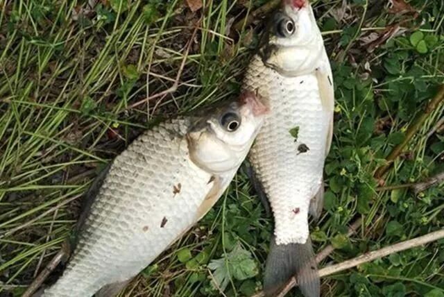 【钓鱼技巧】冬季钓鲫鱼这样打窝效果很给力 - 笑笑人生的主页