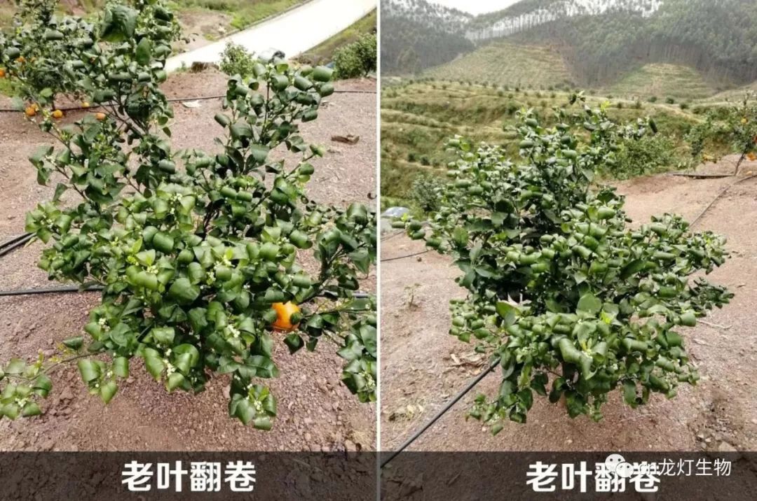 柑橘卷叶1.jpg