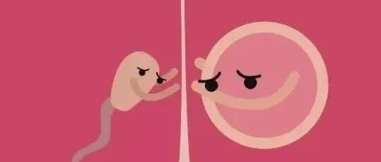 【好奇】结扎后，精子和卵子的归宿在哪里？