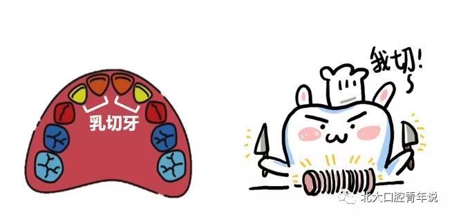 认识乳牙 呵护乳牙