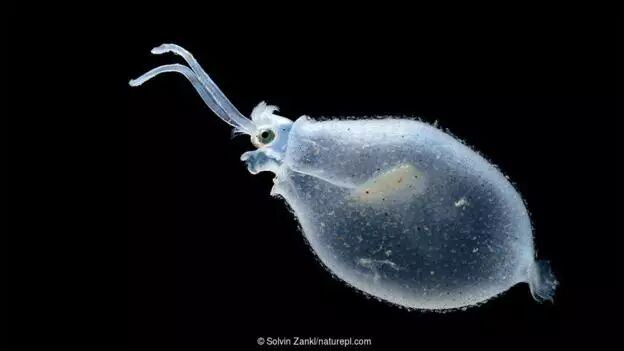 小头乌贼又名小头鱿(学名:cranchia scabra)