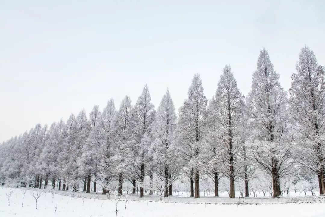 日本冬天最浪漫的絕色雪鄉，一下雪畫風就美翻了！ 未分類 第25張