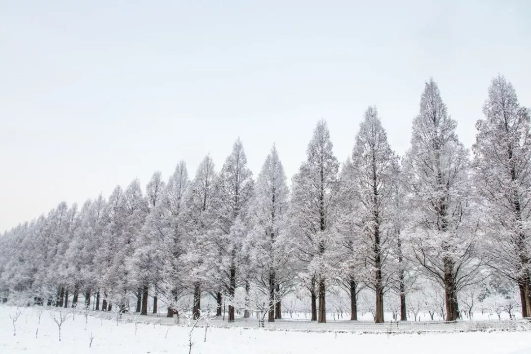 日本冬天最浪漫的絕色雪鄉，一下雪畫風就美翻了！ 旅遊 第25張