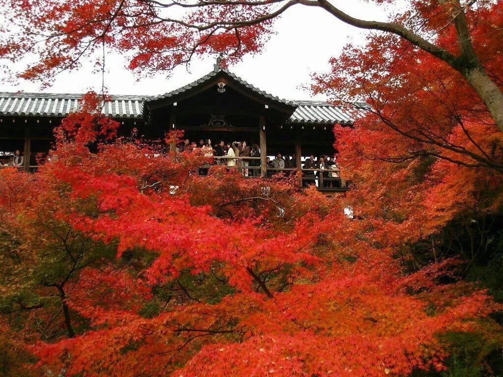 秋之风物诗 日本全国各地红叶赏期一览 自由微信 Freewechat