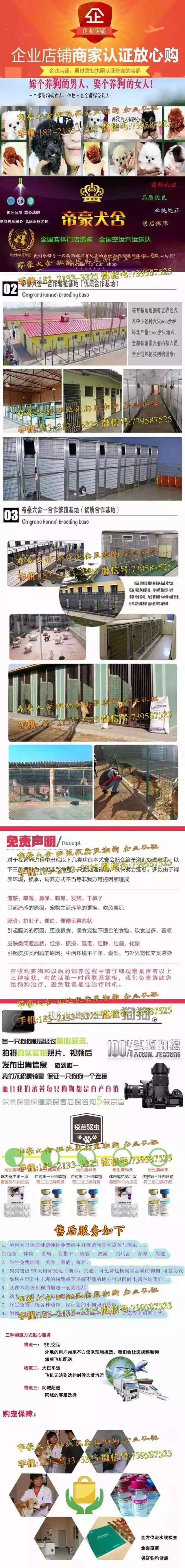 日本柴犬纯种活体幼犬中小型犬狗活体狗狗秋田血统赛级宠物狗黑柴纯种柴犬秋田犬幼犬活体宠物狗狗家养小型犬忠诚的狗崽中大型犬