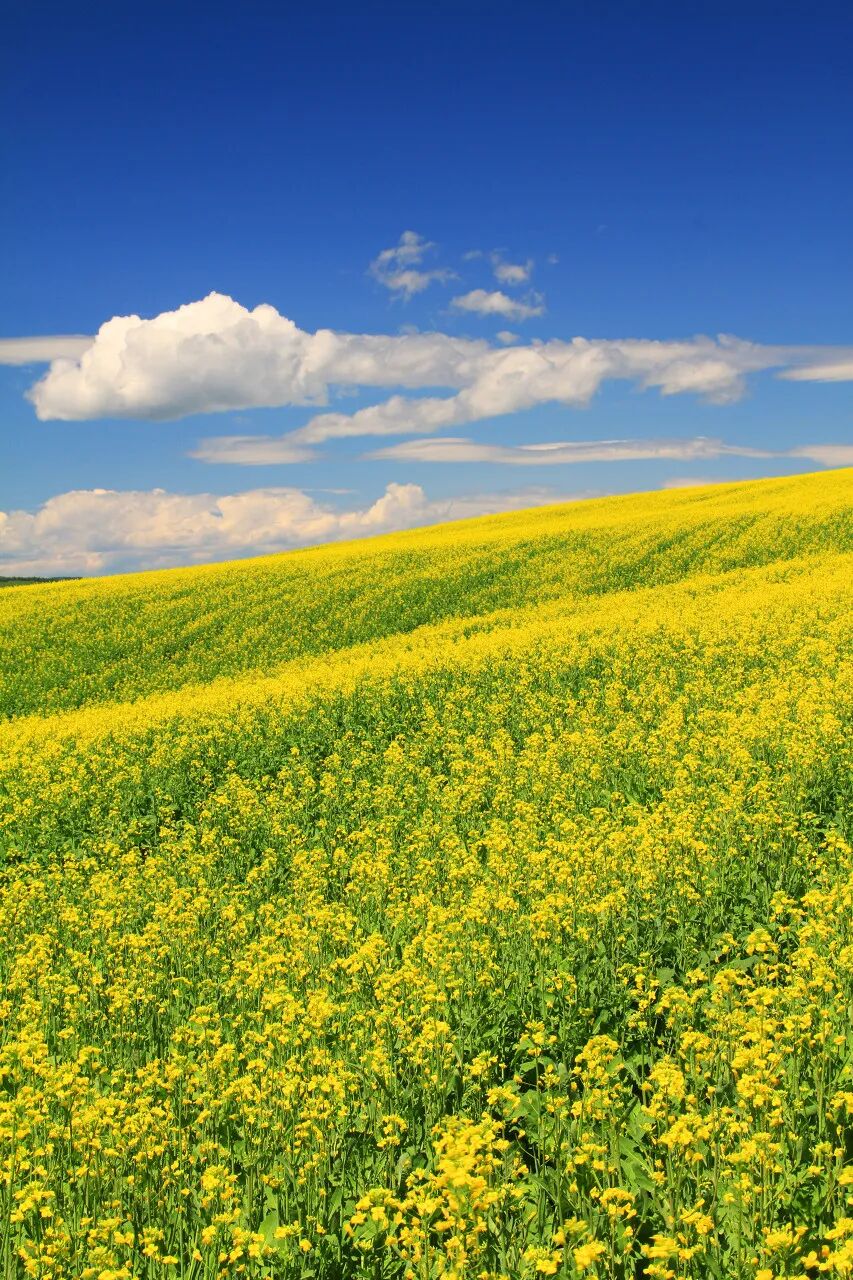 中国最美油菜花田跻身世界四大花海错过再等一年