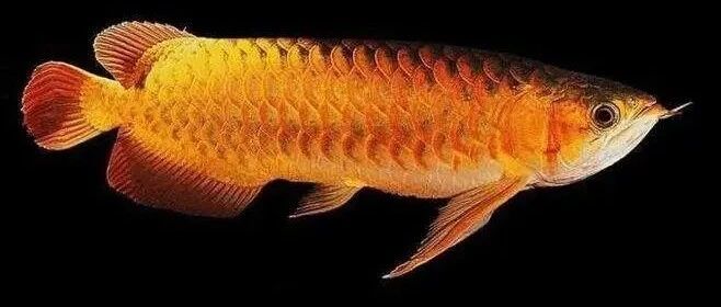 金龙鱼是下一个茅台？我反对