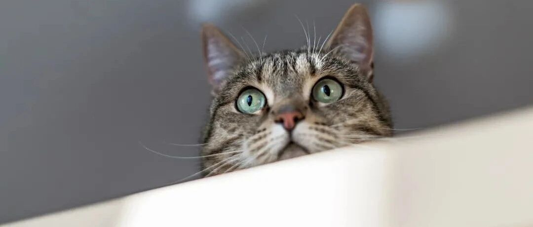 新冠有特效口服药了？降50%住院或死亡风险，金融市场逻辑可能变天，美股疫苗股闪崩