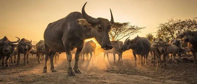 中药板块为何突然大涨？（深度）