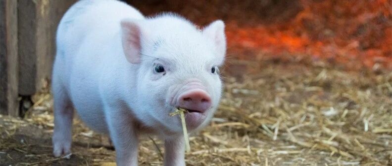 养猪业“鱿鱼游戏”：牧原能成为最后的赢家吗？