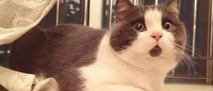 罕见！券商股懵了，“牛市旗手”集体大跌