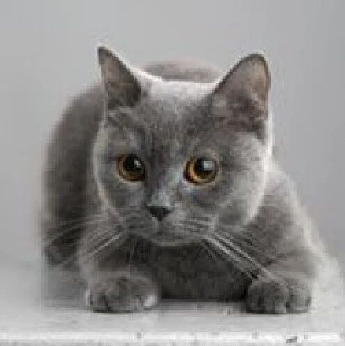 反垄断会把巨头股价“打趴下”吗？