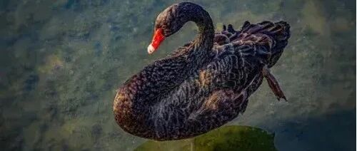 2022年飞出这些“黑天鹅”？黑石预测来了