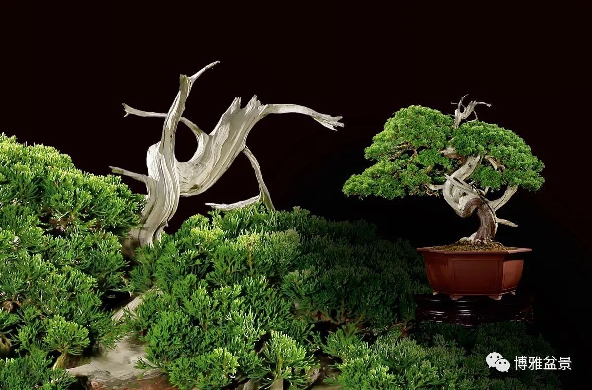 看看17盆景拍卖最贵价格是多少 自由微信 Freewechat