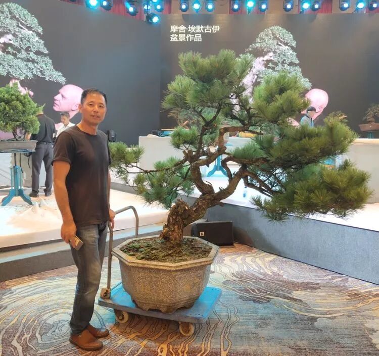 魔幻妙手材掘艺高 卞海 博雅盆景 微信公众号文章阅读 Wemp