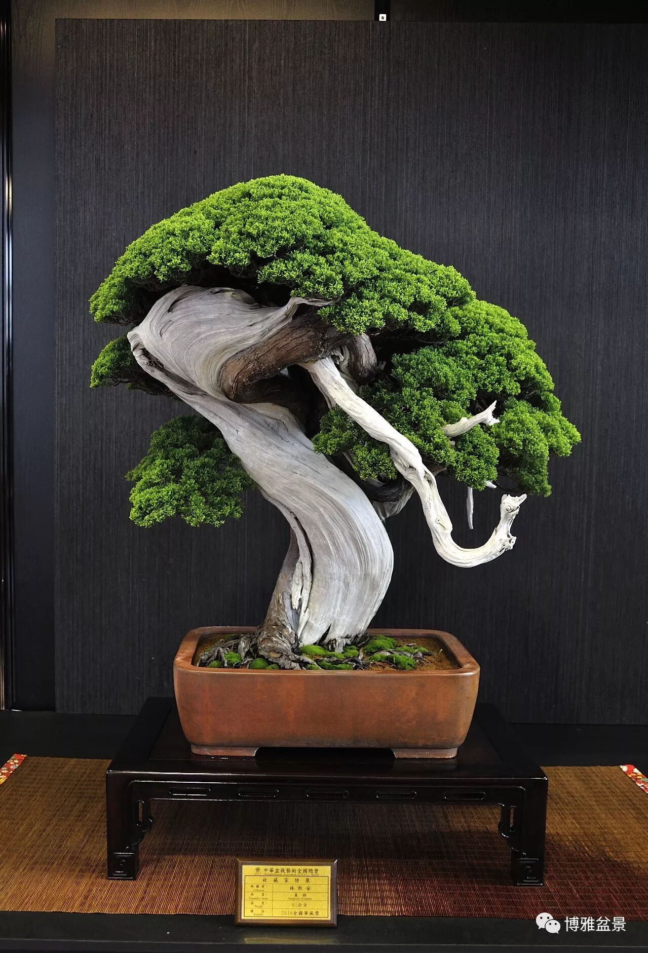 博雅盆景 自由微信 Freewechat