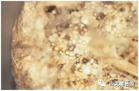 x光材质怎么调通过X光扫描日本正仓院唐代毛笔，发现惊天制笔秘密....._https://www.jmylbn.com_新闻资讯_第12张