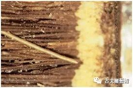 x光材质怎么调通过X光扫描日本正仓院唐代毛笔，发现惊天制笔秘密....._https://www.jmylbn.com_新闻资讯_第5张