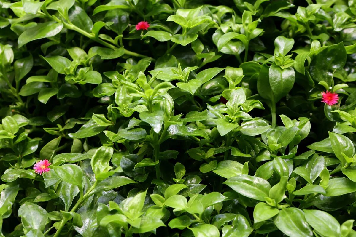 穿心莲的功效与作用