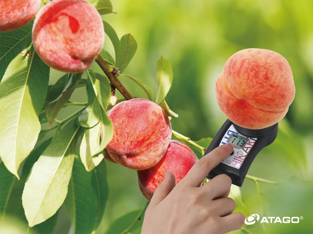 如何让水果有保障  ATAGO爱拓水果无损糖度计