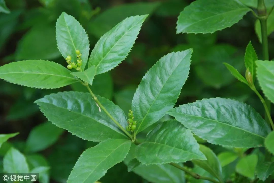 廣西藥用植物園,草珊瑚 視覺中國