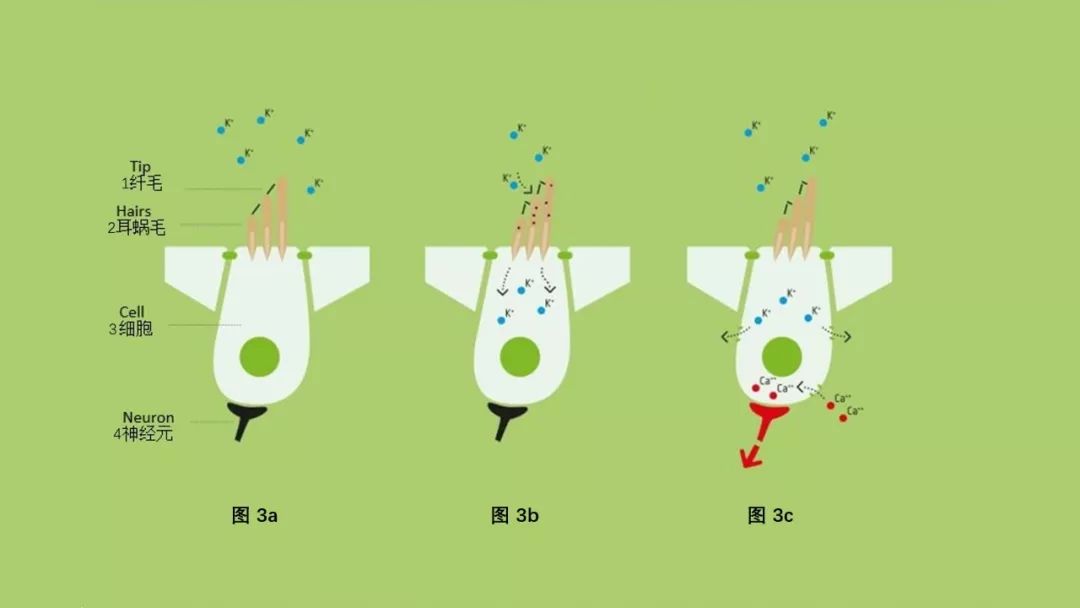科普 | 人耳如何将声音从机械振动转化为神经信号？的图3