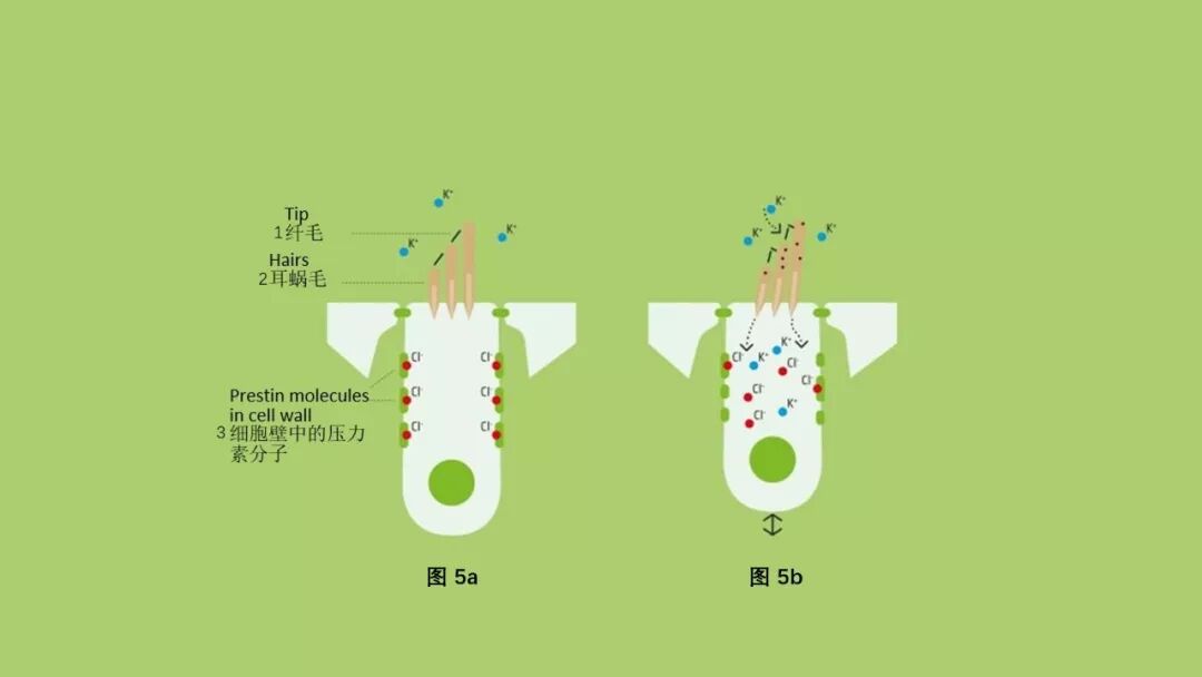 科普 | 人耳如何将声音从机械振动转化为神经信号？的图5