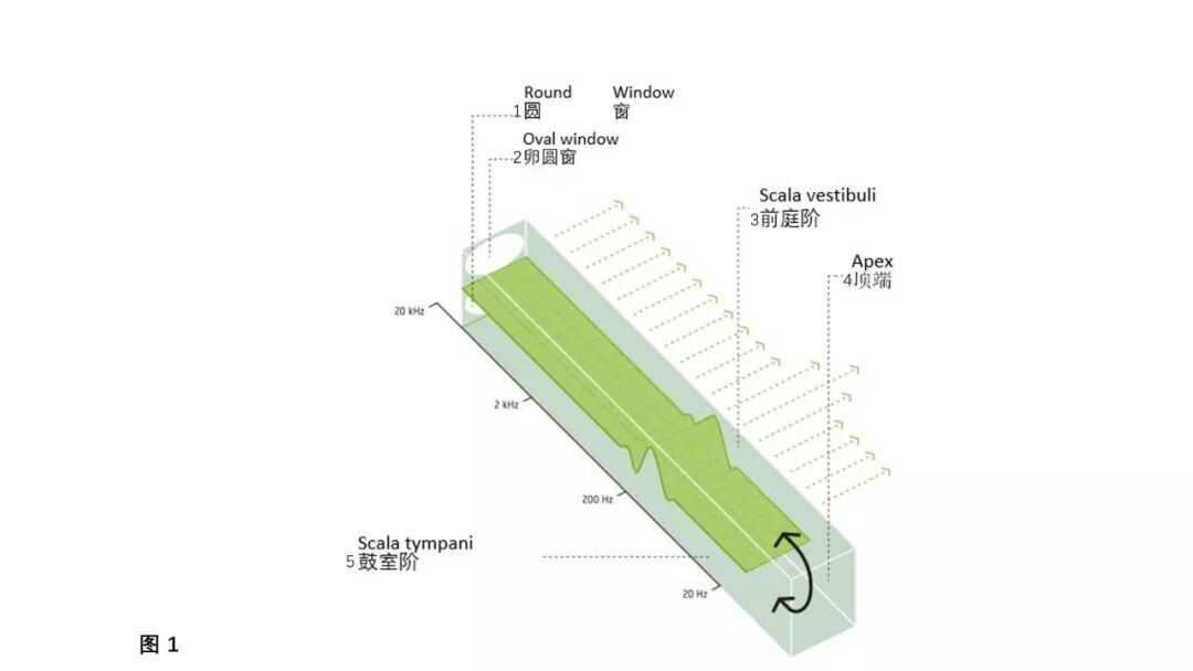 科普 | 人耳如何将声音从机械振动转化为神经信号？