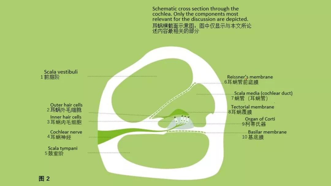 科普 | 人耳如何将声音从机械振动转化为神经信号？的图2