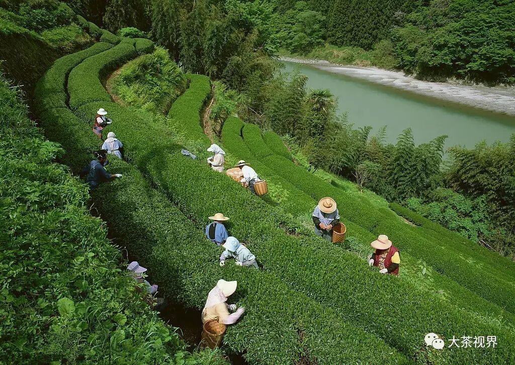 【茶说】每日e报 第240期|广西优质茶叶交流组