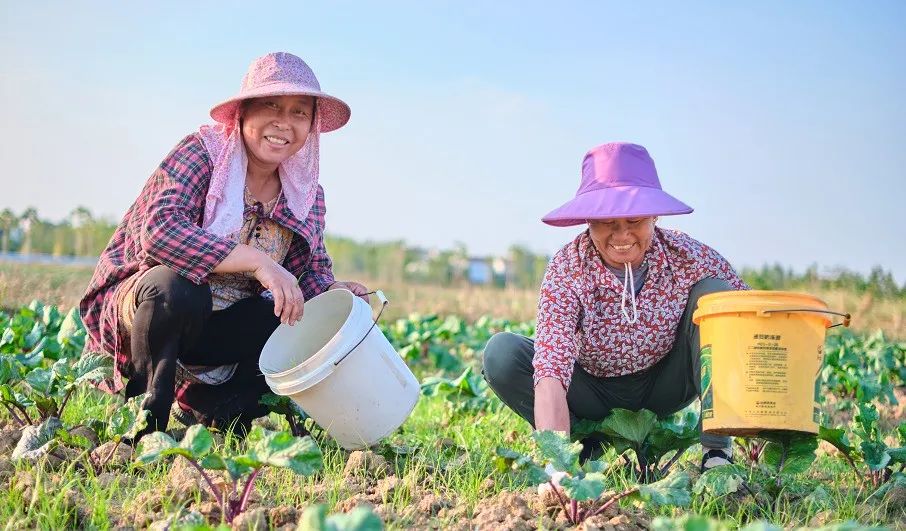 新洲這個村走出一條致富增收路 中國熱點