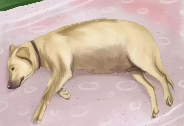 金毛怀孕了,好激动,可是该怎么办?