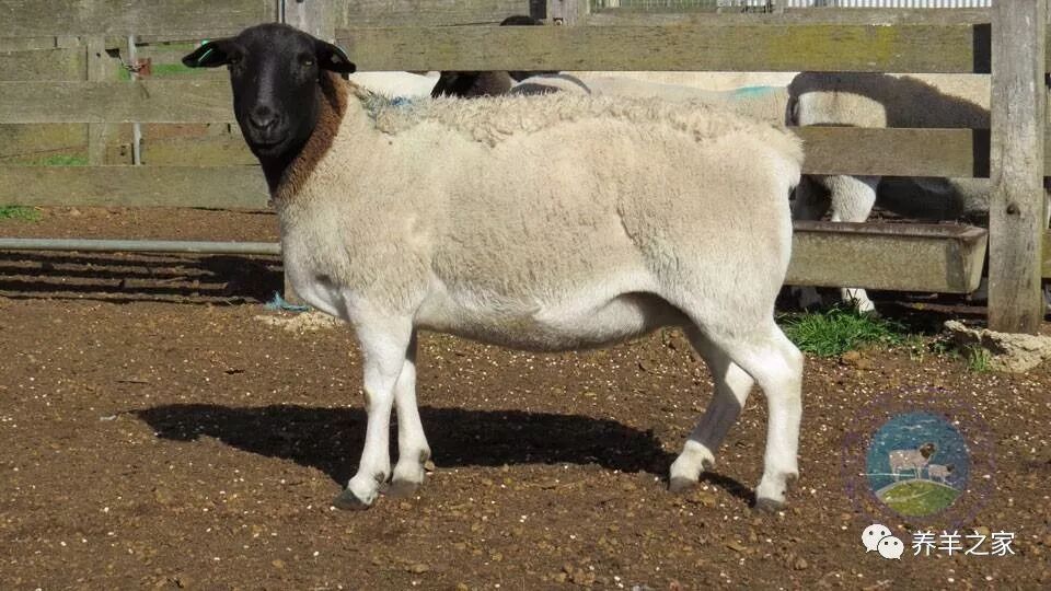 最好的羊品种之一 杜泊羊 内蒙古北蒙农牧科技发展有限公司