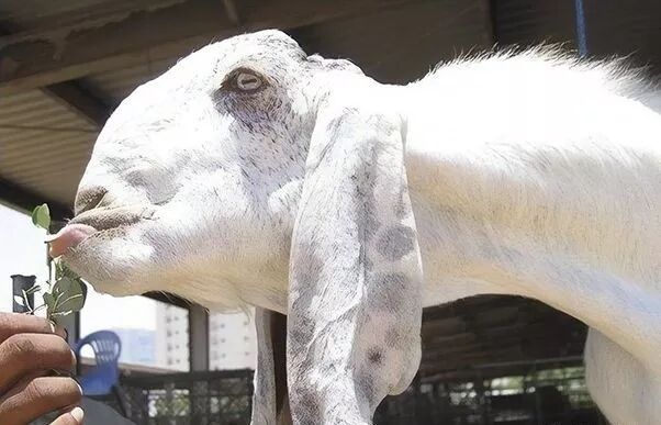 黑脸羊_羊黑脸棕买背后一条黑线_国内黑脸羊