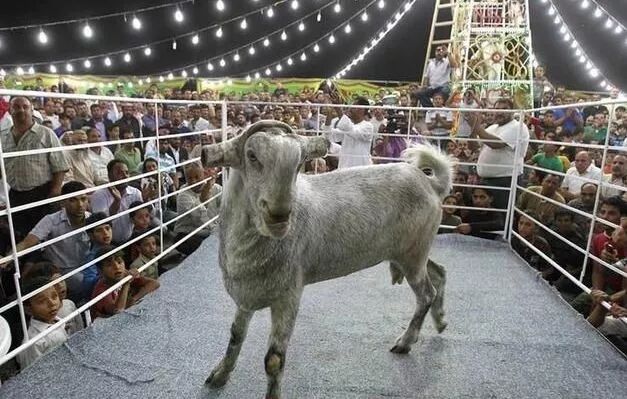 羊黑脸棕买背后一条黑线_黑脸羊_国内黑脸羊