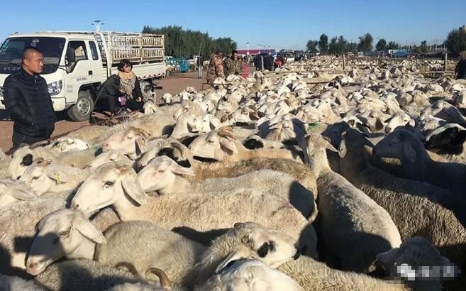 东北羊市 量足 价高 母羊1700元 郑州微畜牧电子商务有限公司