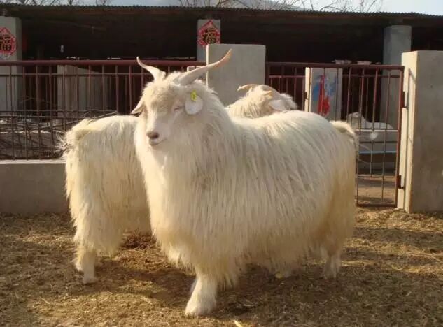 提高群体绒山羊的产绒量?这都不是事儿!