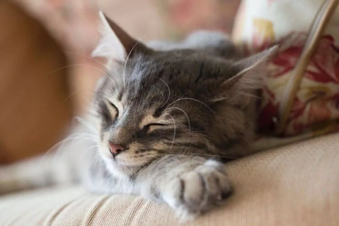 未来，猫病不是问题：干细胞疗法_资讯_维宠宠物导航网