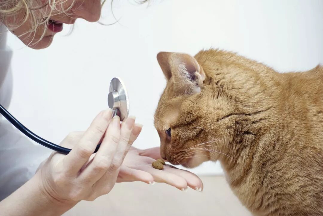 未来，猫病不是问题：干细胞疗法_资讯_维宠宠物导航网