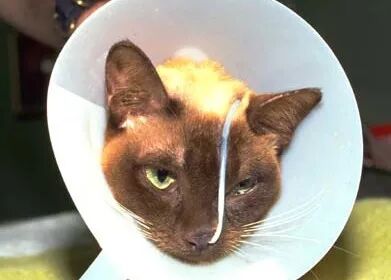 猫病指南 猫胰腺炎（下）治疗篇- 全网搜