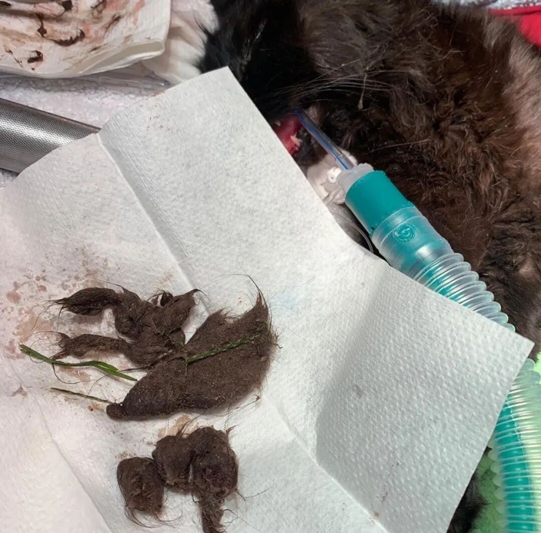 长篇 猫又吐毛了 猫为何吐毛球 毛球症的诱因与预防 病症 维宠宠物导航网