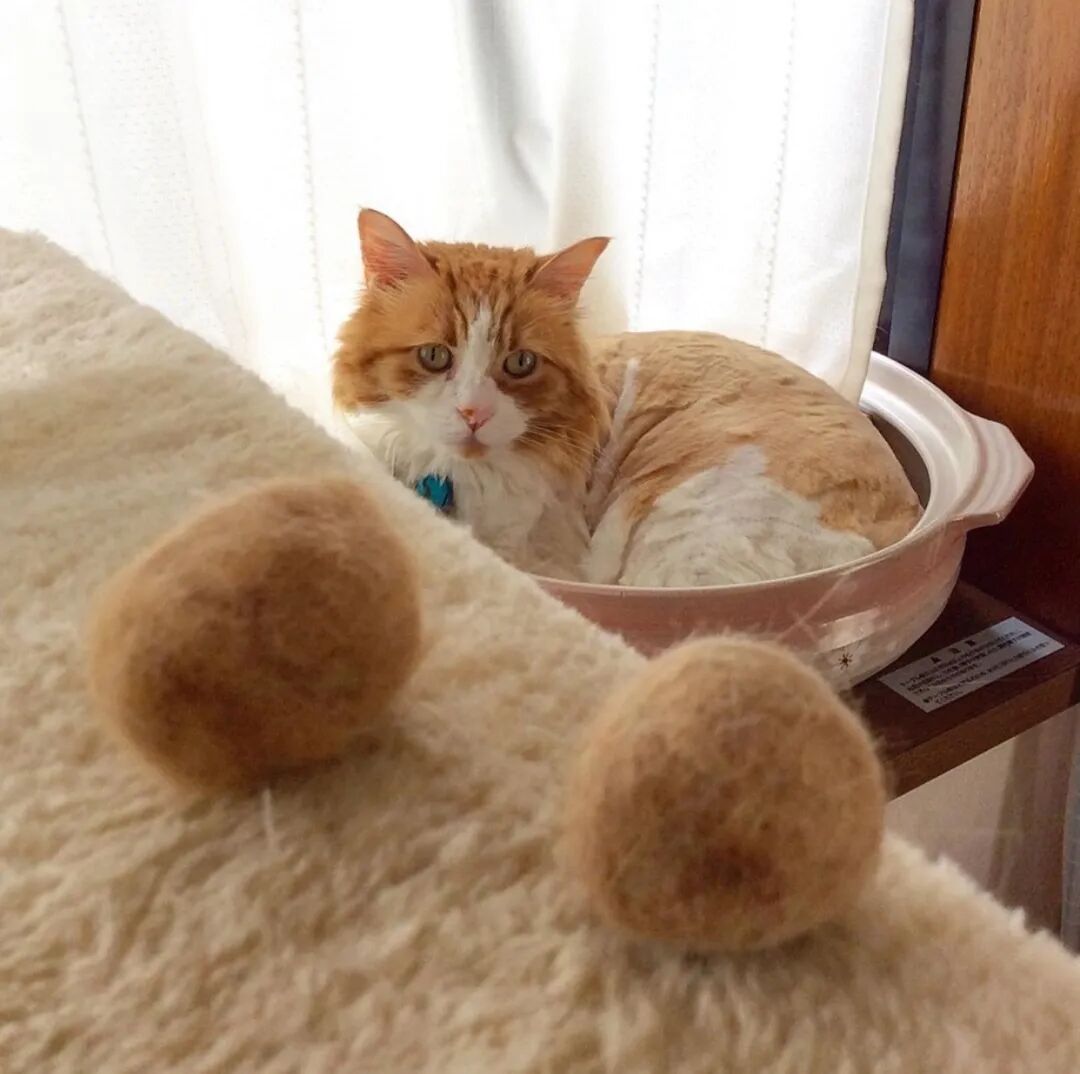 长篇 猫又吐毛了 猫为何吐毛球 毛球症的诱因与预防 病症 维宠宠物导航网