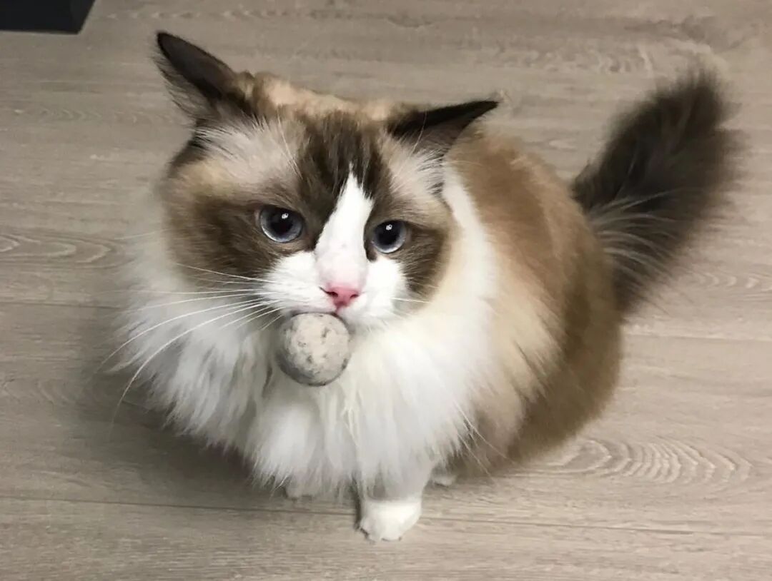 长篇 猫又吐毛了 猫为何吐毛球 毛球症的诱因与预防 病症 维宠宠物导航网