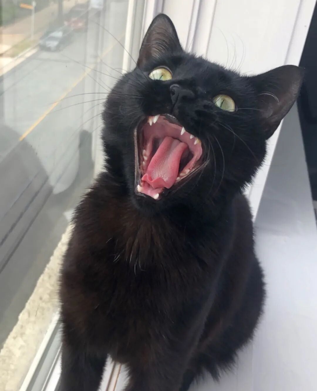 猫超敏综合症：猫忽然背上一抽一抽，猛舔自己？是神经了么！_病症_维宠 